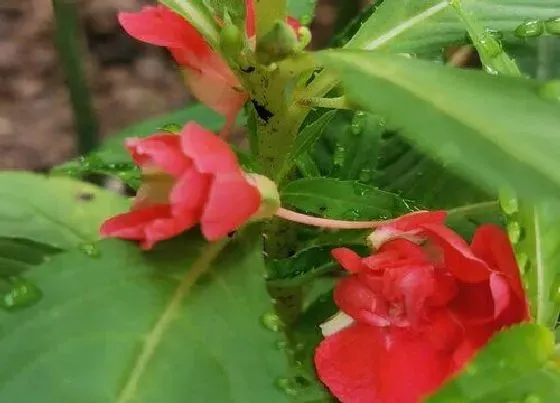 叶子干枯|凤仙花叶尖干枯怎么办