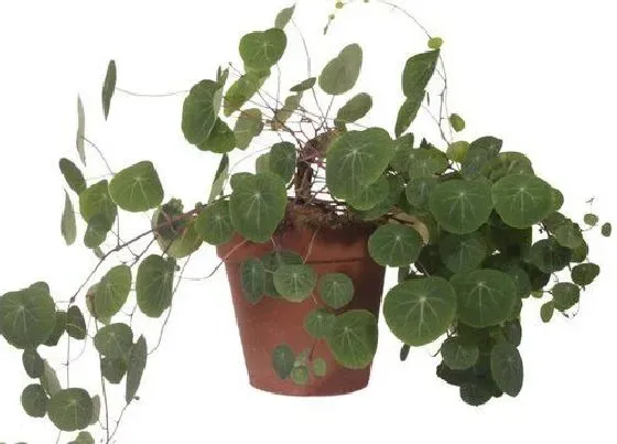 冬天植物|山乌龟耐寒多少度 最低温度多少度能过冬天