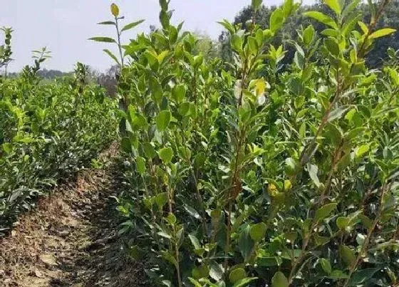 植物施肥|油茶树施什么肥比较好，种植油茶树施什么肥料长得快）