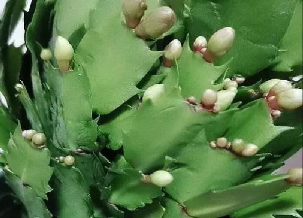 植物浇水|蟹爪莲几天浇一次水 春夏秋冬各不同