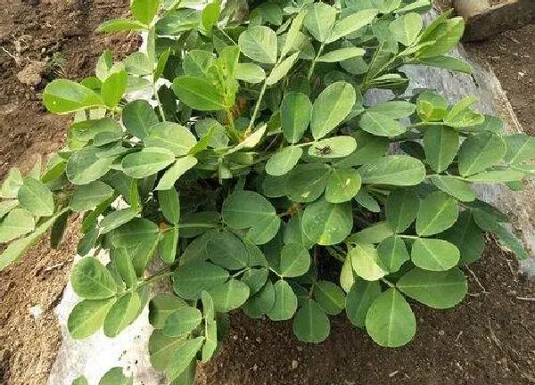 养殖方法|花生可以水培吗 水培的方法和注意事项