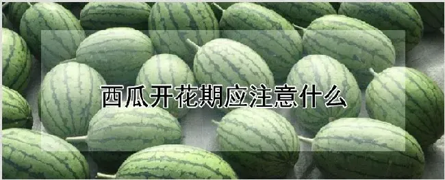 西瓜开花期应注意什么 | 农业技术