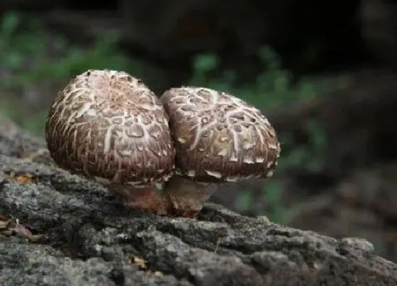 种植管理|香菇什么时候种植最好