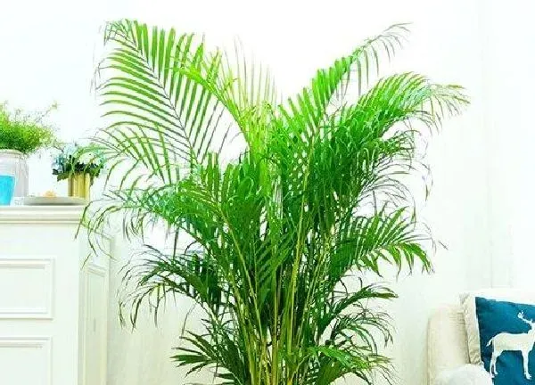 植物浇水|凤尾竹几天浇一次水比较好