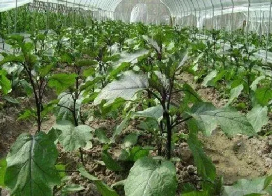 种植管理|茄子的种植时间和收获时间