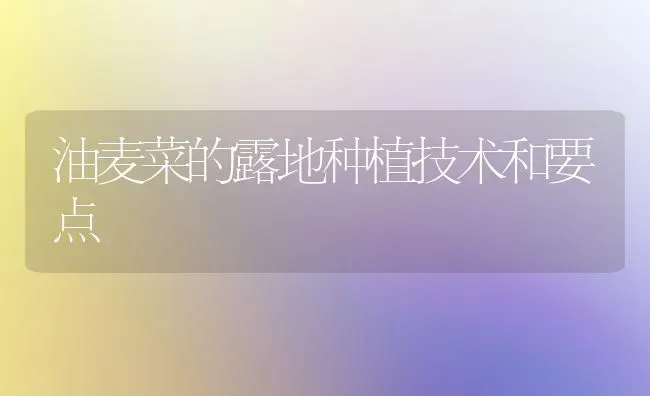 油麦菜的露地种植技术和要点 | 植物种植百科