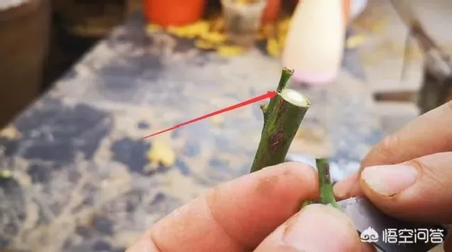 植物嫁接|微型月季的嫁接方法，嫁接月季盆景用什么微月）