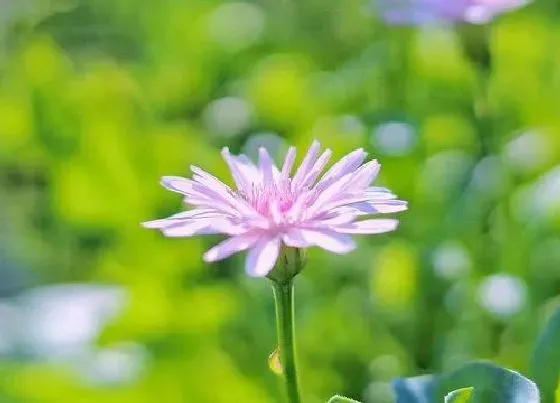 开花时间|蒲公英多久开花一次