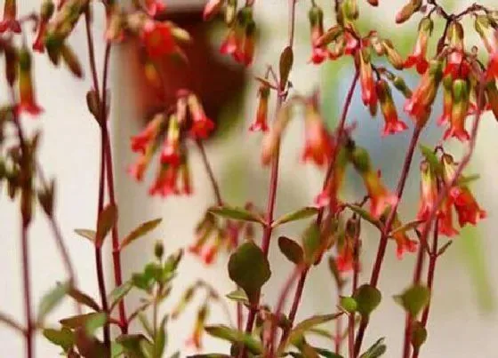 植物排行|长寿花有多少品种
