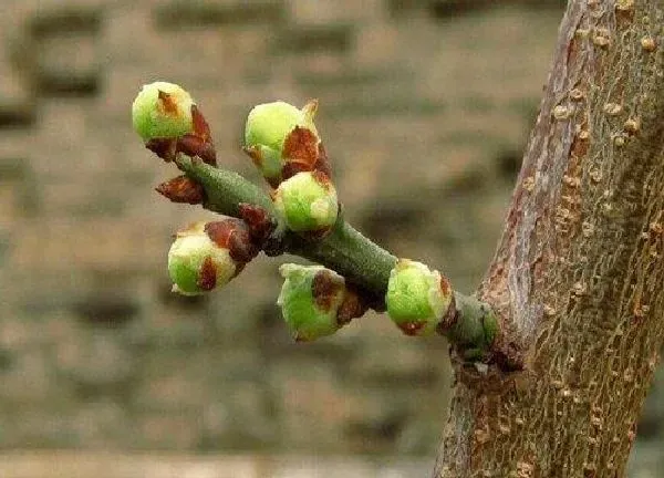 植物发芽|梅花什么时候发芽长叶