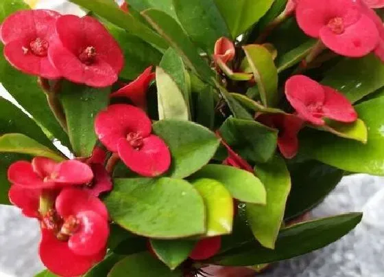 植物寓意|铁海棠的寓意和象征风水
