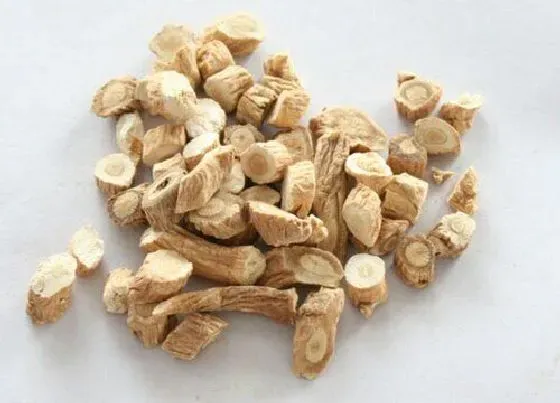 根部|板蓝根是什么植物的根