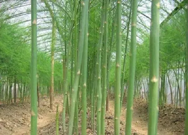 养殖科普|芦笋可以盆栽吗