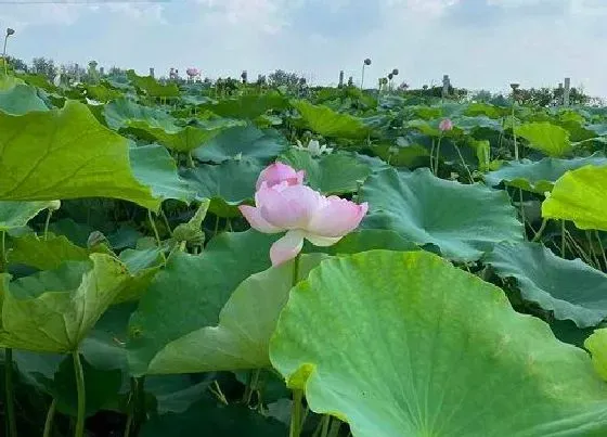 花卉百科|夏天开的花有哪些名字（花名、颜色、样子、图片）