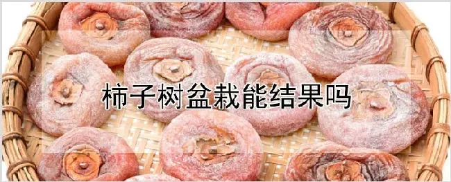 柿子树盆栽能结果吗 | 农业技术