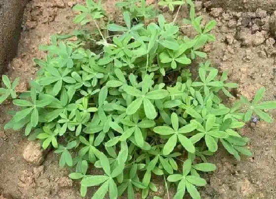 植物寓意|象征希望的植物有哪些