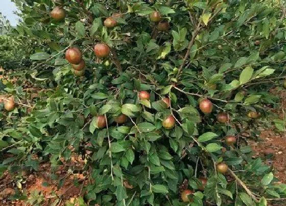 植物施肥|油茶树施什么肥比较好，种植油茶树施什么肥料长得快）