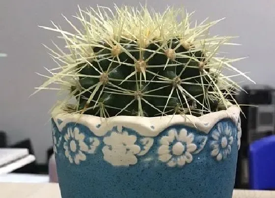 植物排行|可以净化空气的植物有哪些