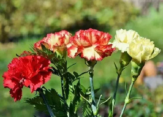 植物播种|康乃馨什么时候播种最合适