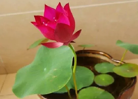 植物百科|睡莲是什么植物