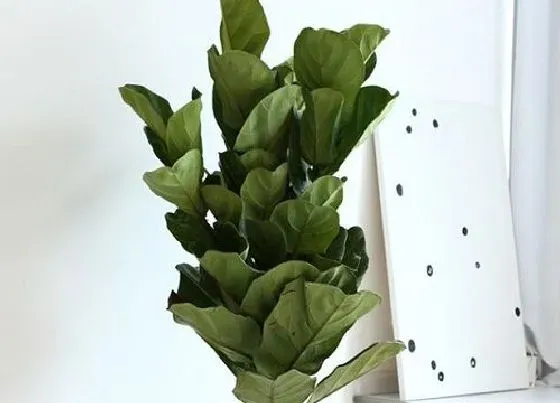 种植土壤|琴叶榕配土方法与比例 适合养殖的土壤