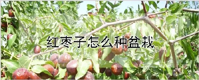 红枣子怎么种盆栽 | 养殖技术