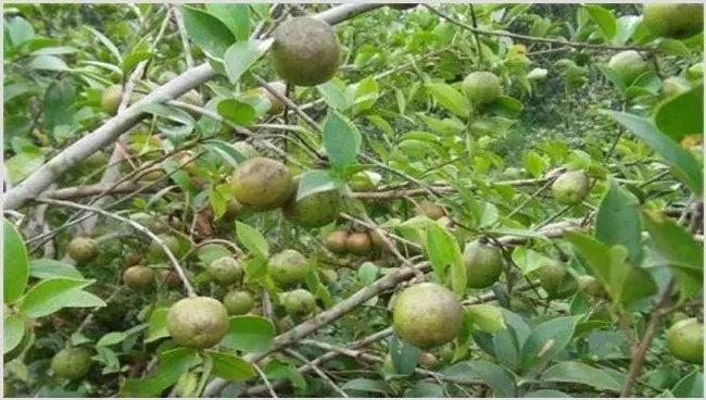 油茶树种植注意事项及条件 | 农业技术
