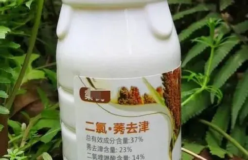 喷药|二氯喹啉酸莠去津可以用玉米除草吗（使用对玉米有影响吗）