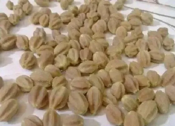 植物产地|百香籽哪里产的最好