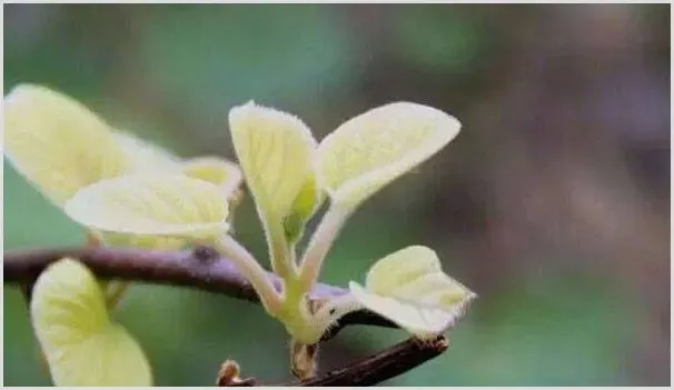 猕猴桃抹芽操作技术三个要点 | 种植资料