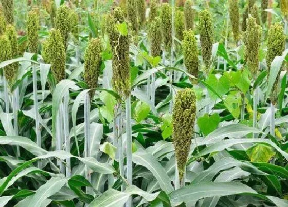 种植管理|高粱种植时间与生长周期