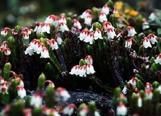 植物百科|和白铃兰很像的花