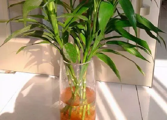 冬天植物|富贵竹耐寒最低温度是多少（富贵竹怎么安全度过冬天）