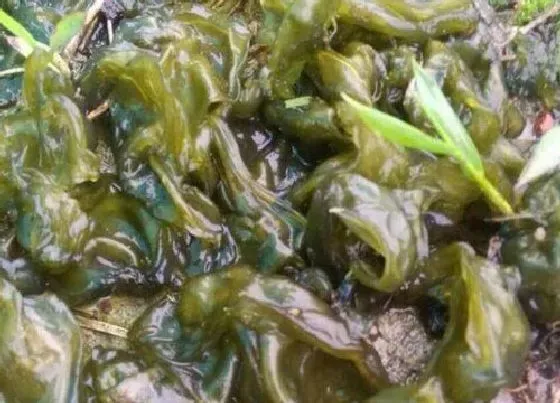 植物百科|地皮菜生长在什么地方