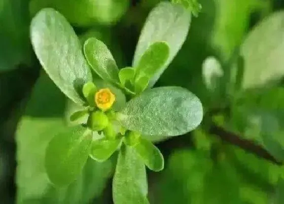 食用须知|马齿苋的花能吃吗