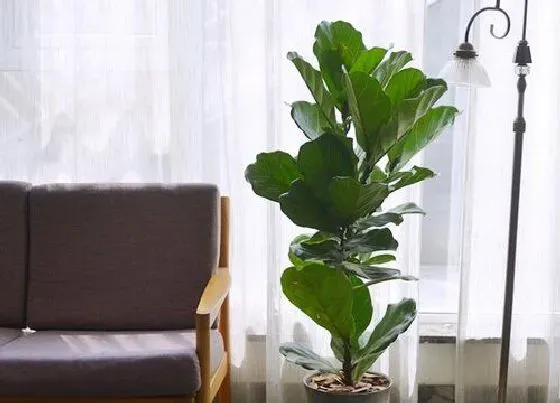种植土壤|琴叶榕配土方法与比例 适合养殖的土壤