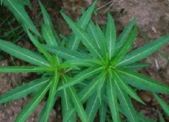 植物百科|养肝草是什么草