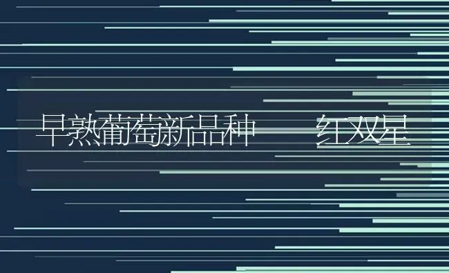 早熟葡萄新品种——红双星 | 瓜果种植