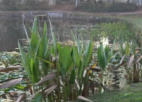 植物百科|水生类型花卉有哪些