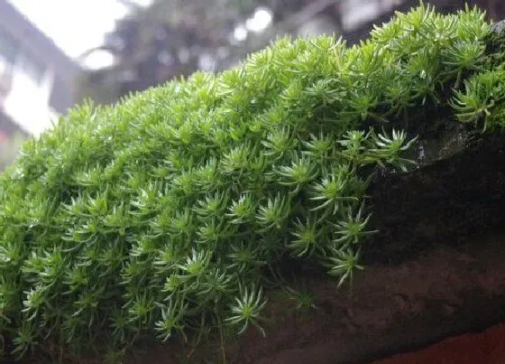 种植土壤|佛甲草配土方法与种植土壤