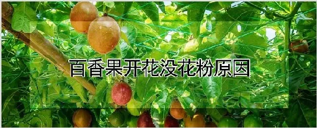 百香果开花没花粉原因 | 种植资料