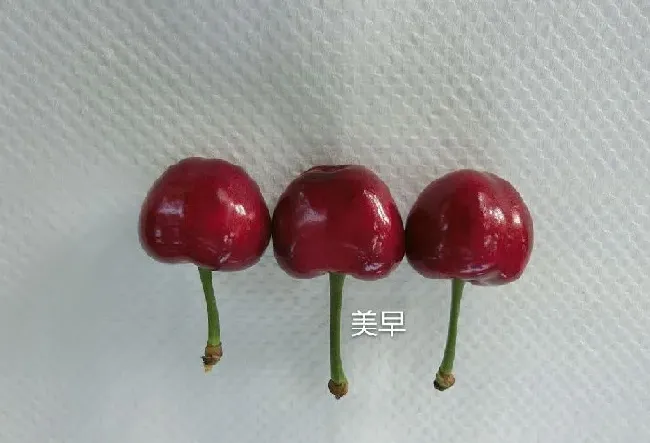 果实科普|最大最甜的大樱桃品种（目前甜度高坐果多的大樱桃品种）