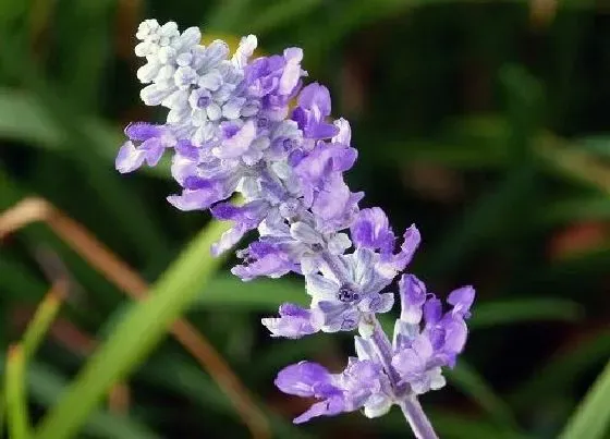 花卉百科|代表理性的花 什么花的花语是冷静理智