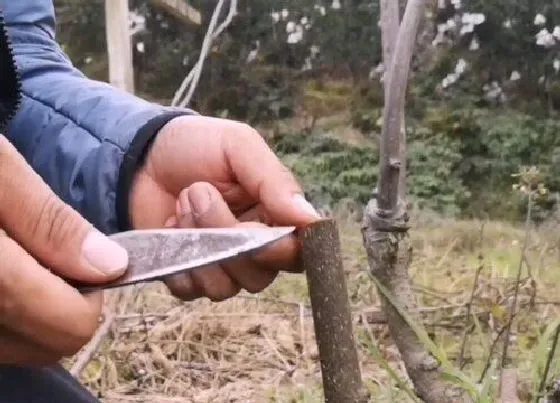 植物嫁接|弥猴桃嫁接时间和方法