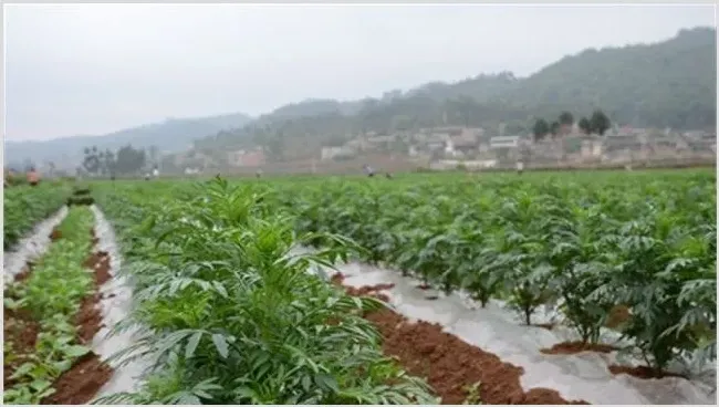 万寿菊施肥技巧及用量注意事项 | 种植病虫害