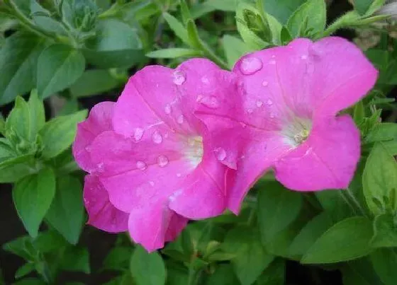 种植土壤|矮牵牛配土方法与种植土壤