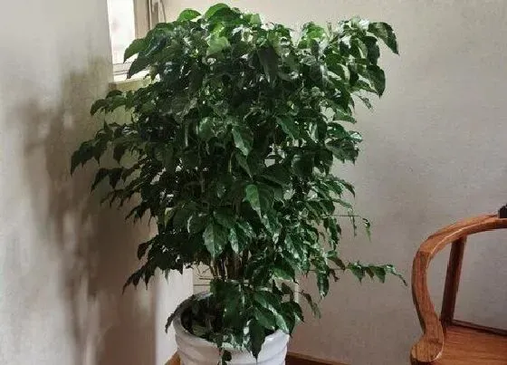 植物百科|幸福树有什么作用