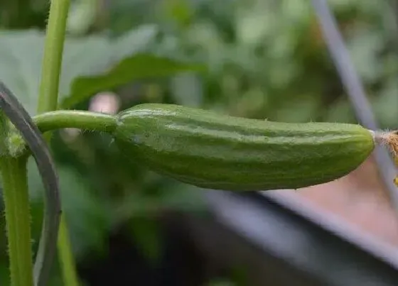 植物百科|黄瓜是单性花还是双性花