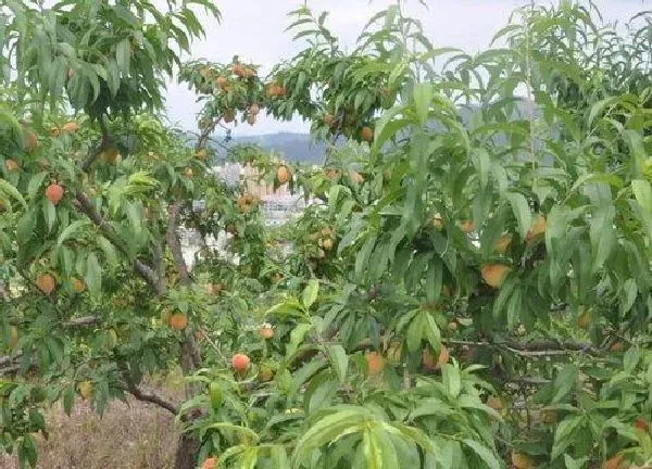 植物移栽|桃树冬天能移栽吗 几月份可以移栽