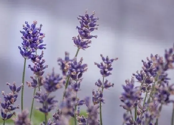 花语|什么花的花语是等待你